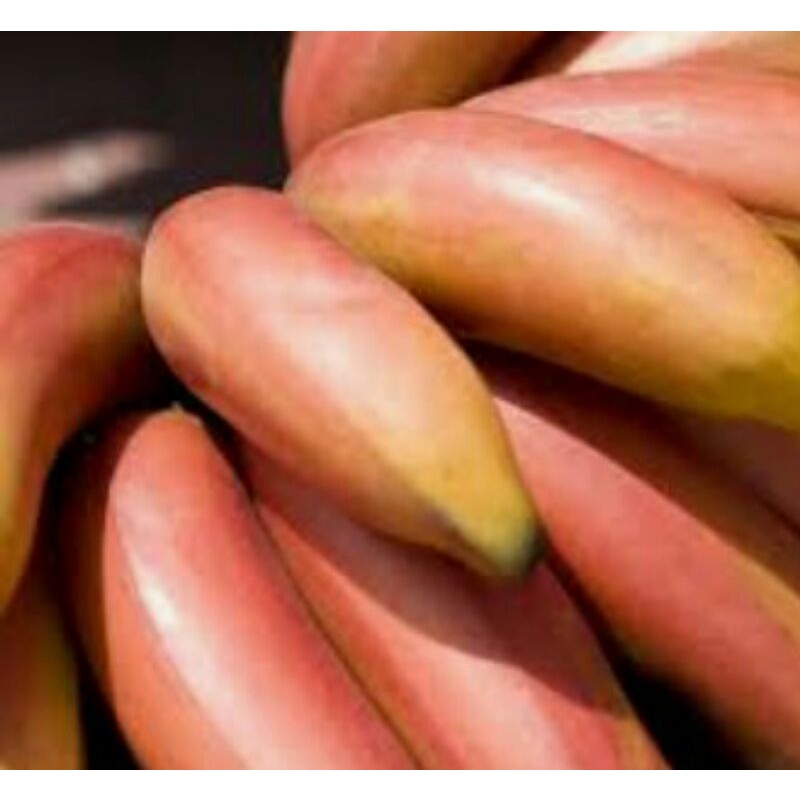 

pisang merah berat netto 1kg /pisang langka