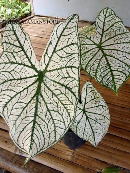 jual tanaman hias keladi putih - keladi putih - lompong putih _