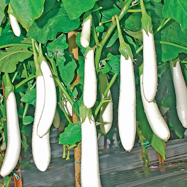 Benih Bibit Biji - Terong Putih Panjang F1 Seeds - Cocok Dataran Rendah sd. Menengah - Panen Dalam 50 Hari - White Long Eggplant Aubergine