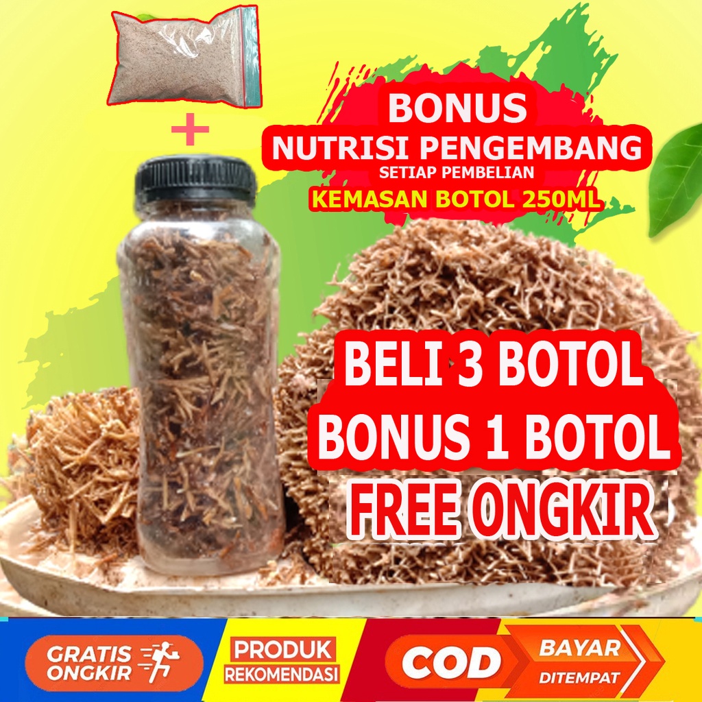 spora bibit biang jamur jakaba super pupuk organik fase vegetatif pertumbuhan Purworejo  Jawa Tengah