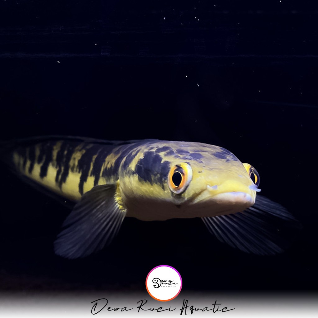 indukan Ikan channa maru yellow sentarum [ Red eye ] 11 - 12 - 13 cm termurah dan terlaris