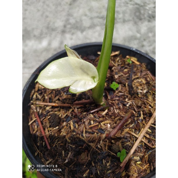 bonggol philo dragon albo variegata