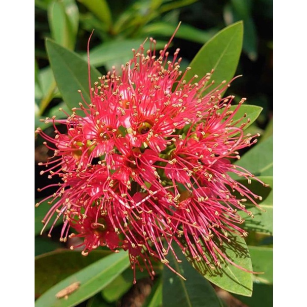 Bibit tanaman xhantostemon Santos lemon Santos temon bunga merah