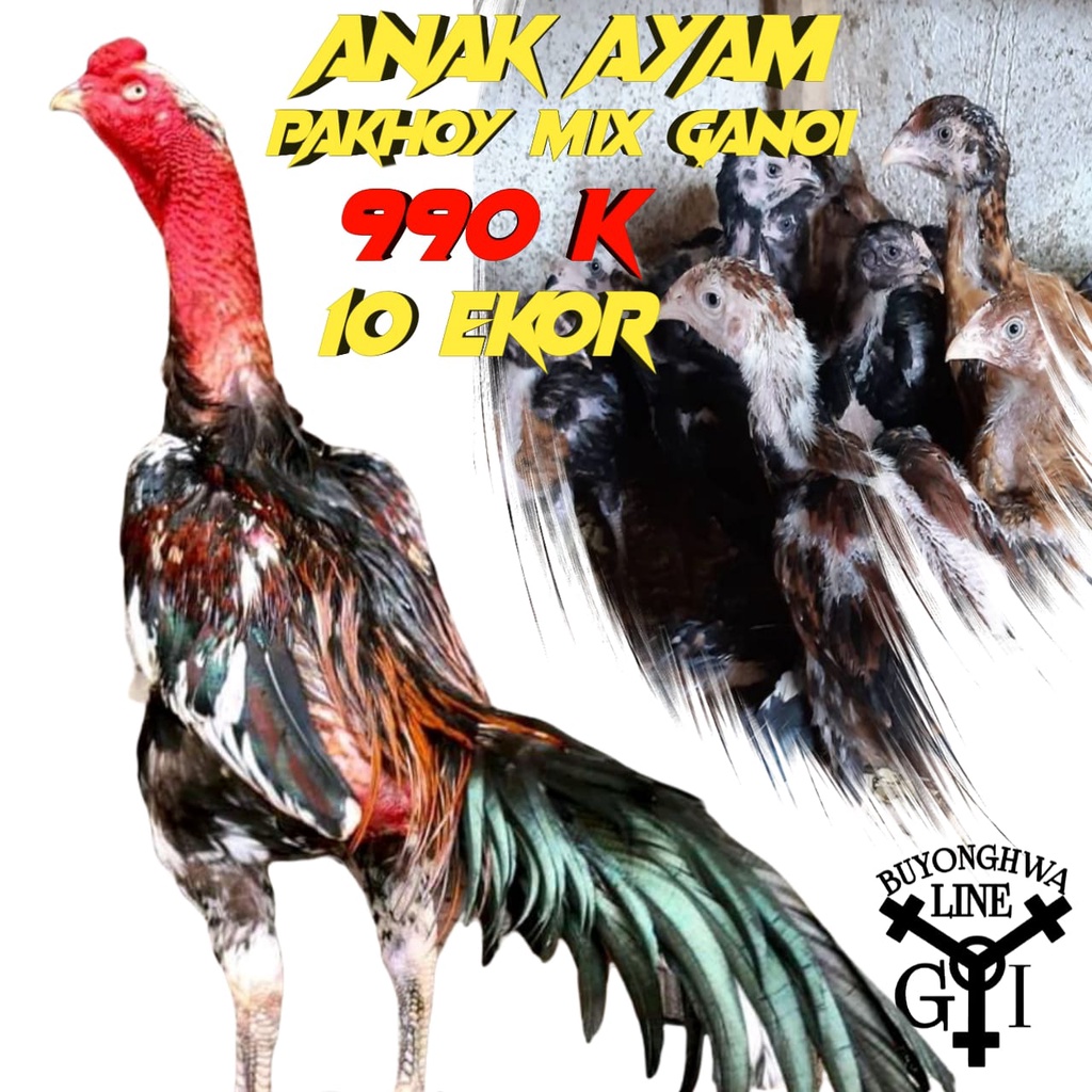 anak ayam pakhoy asli mix ganoi line 10 ekor usia 3 bulan