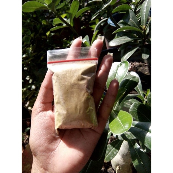 

jamu temulawak karo obat herbal maag