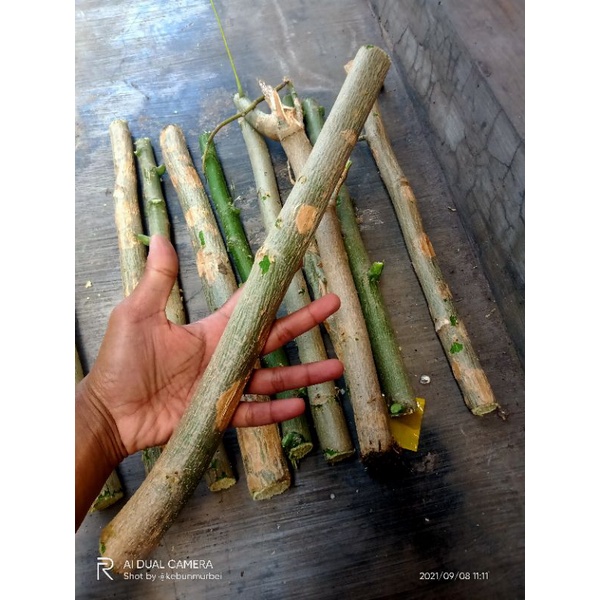 Bibit Cutting Kelor perbiji