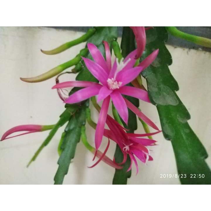 tanaman wijaya kusuma filou favorit Bibit bunga besar Epiphyllum indoor BERGARANSI