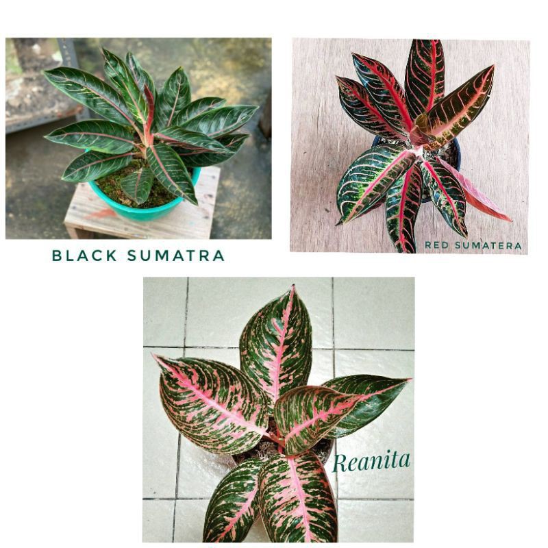 Promo paket 3 bonggol aglonema black Sumatra red sumatra reanita