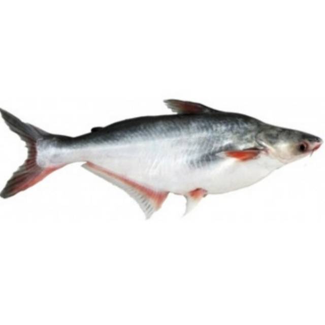 

Ikan Patin