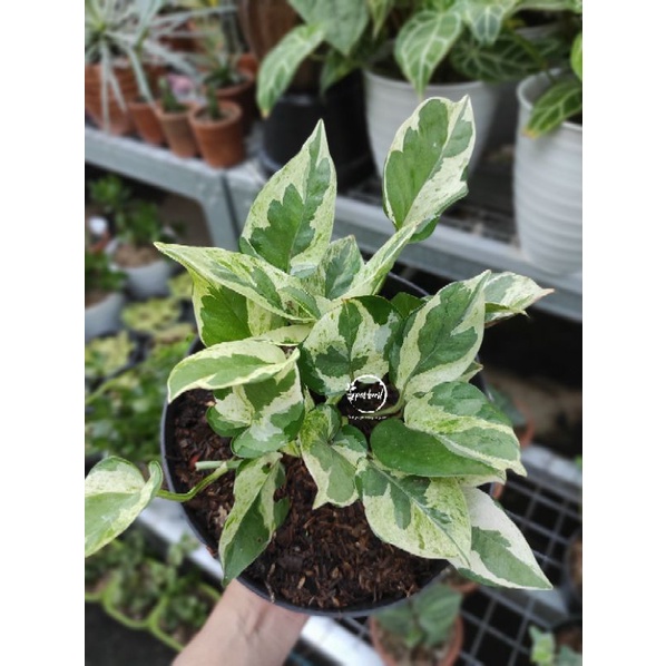 Sirih Gading Njoy / Epipremnum Njoy / Sirih Njoy