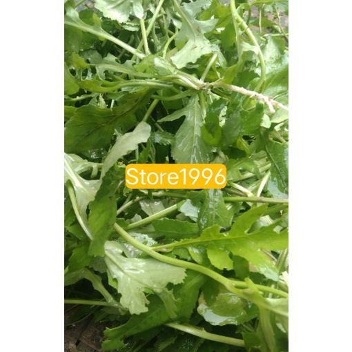 

Daun sawi tanah segar paket hemat 250.gram frees