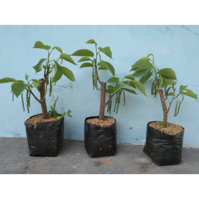 Spesial 3 long murbei bonus murbei