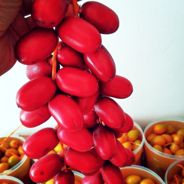 

Kurma muda