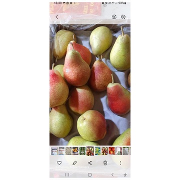 

pear forelle