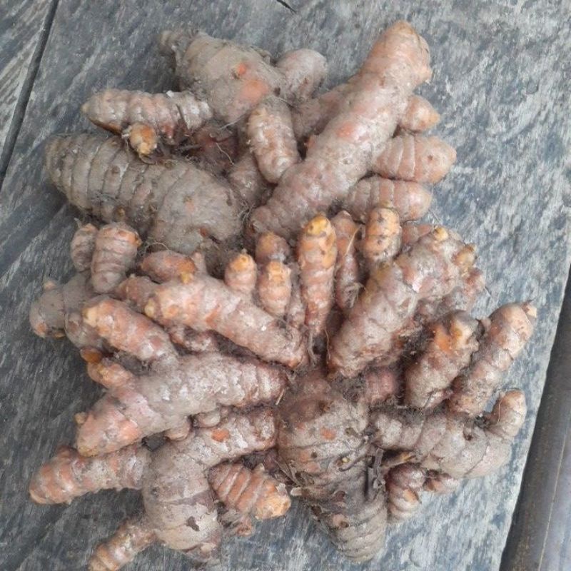 

kunyit kuning segar 500 gr