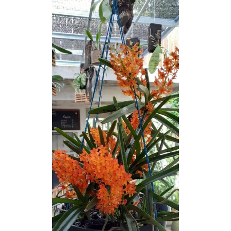 BUNGA HIAS ANGGREK VANDA MINI ASCOSENTRUM KONDISI DEWASA