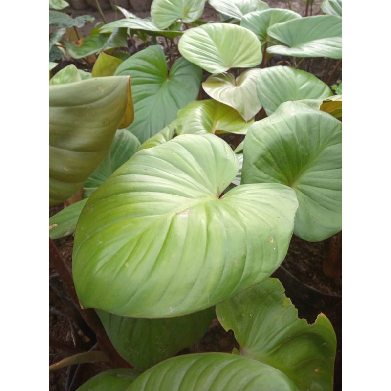 homalomena rubescens