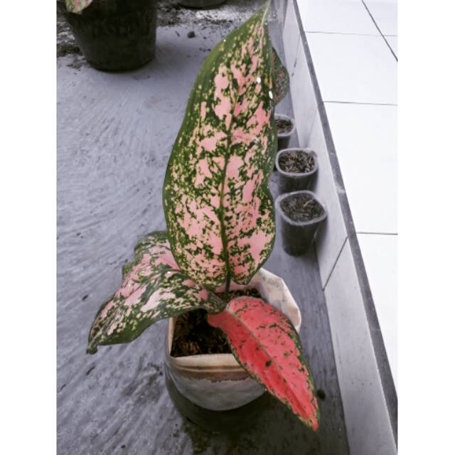 Aglonema Lady Valentine anakan samping