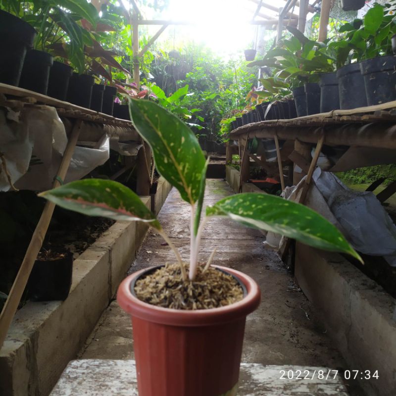 aglonema striptis orange (anakan tanian lokal)