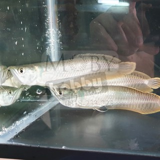 Ikan Arwana Silver Brazil - Ikan Hias Arowana Silver  
