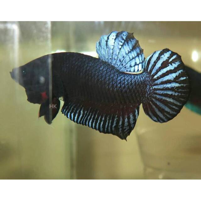 CUPANG ADUAN IMPORT MALAYSIA