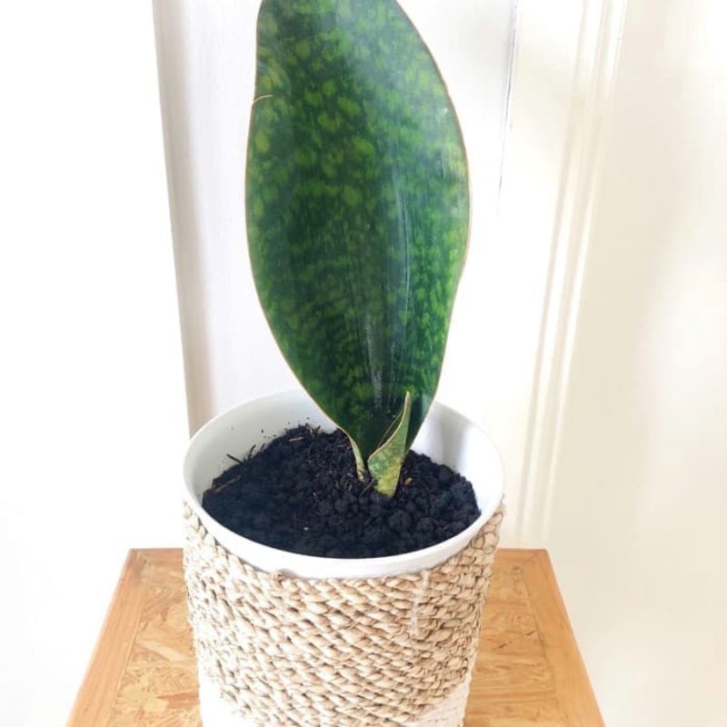 Tanamaan Hias Sensivera Centong, Lidah Mertua