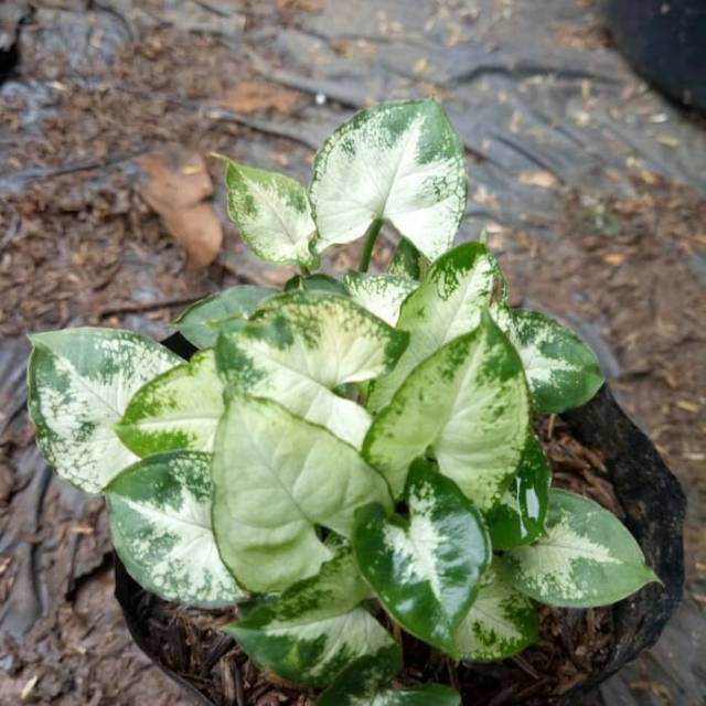 Tanaman Hias Keladi Mini Syngonium Mini Tanaman Aquascape Shopee Indonesia