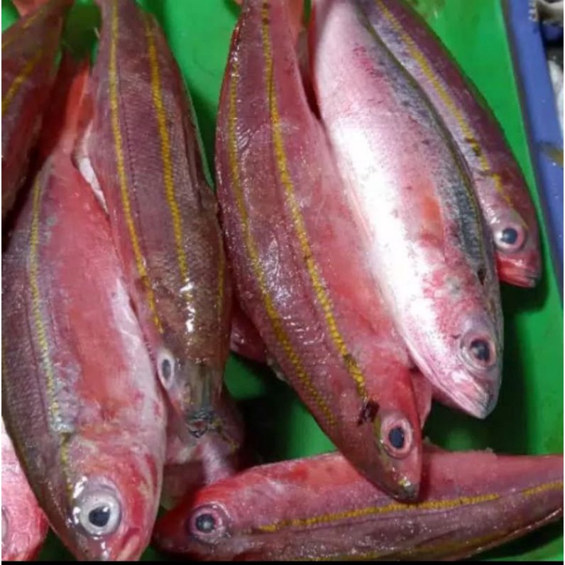 

IKAN PISANG PISANG SEGAR FRES PER 500GR ATAU PER 1000GR KAK