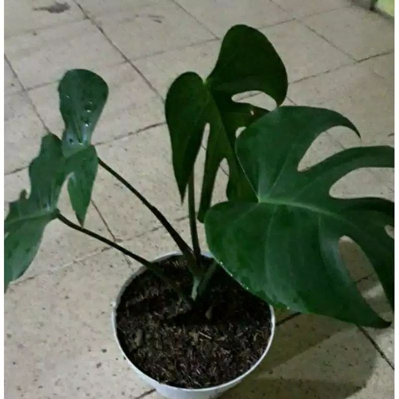 Tanaman Hias Monstera King Shopee Indonesia