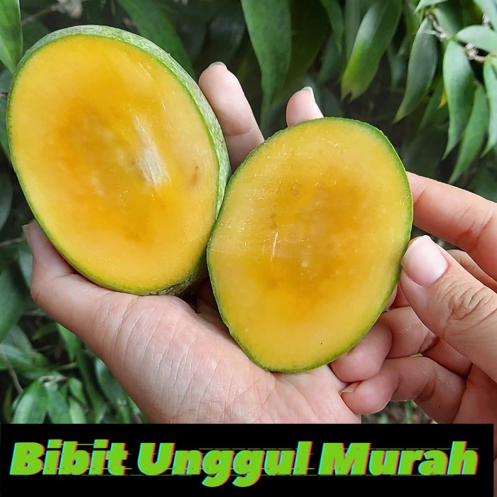 Bibit Mangga Manalagi