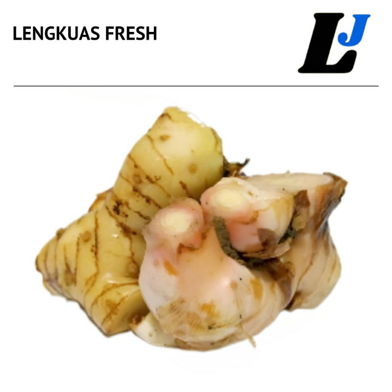 

Lengkuas Termurah Harga 1 kg Kwalitas Mantap LOHJINAWI FARM