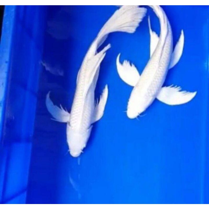 Ikan koi platinum slayer size 14 - 18