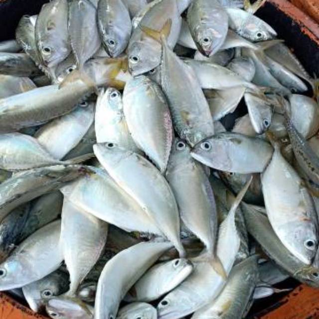 

IKAN KEMBUNG SEGAR 1KG