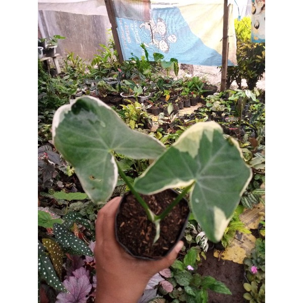 Keladi tikus varigata remaja