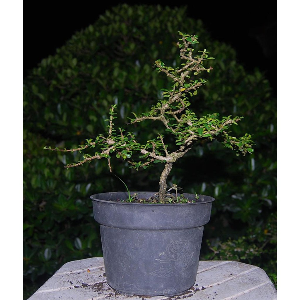 Bibit Tanaman Bonsai Hokiantea Micro Buah Shopee Indonesia