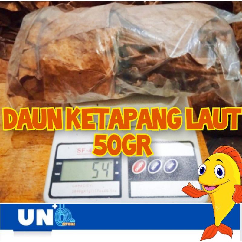 DAUN KETAPANG LAUT 50gram/Murah/isi lebih banyak