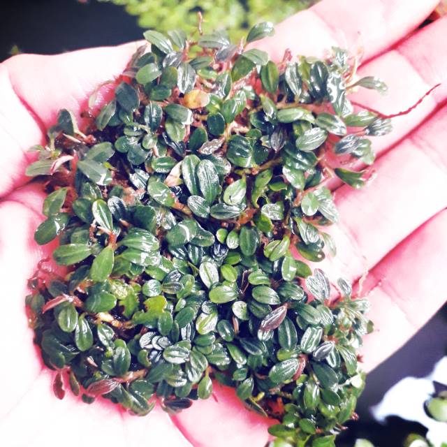 Buce mini phantom/perclump