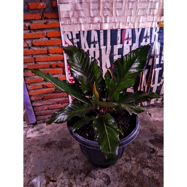 Anthurium Black Dragon