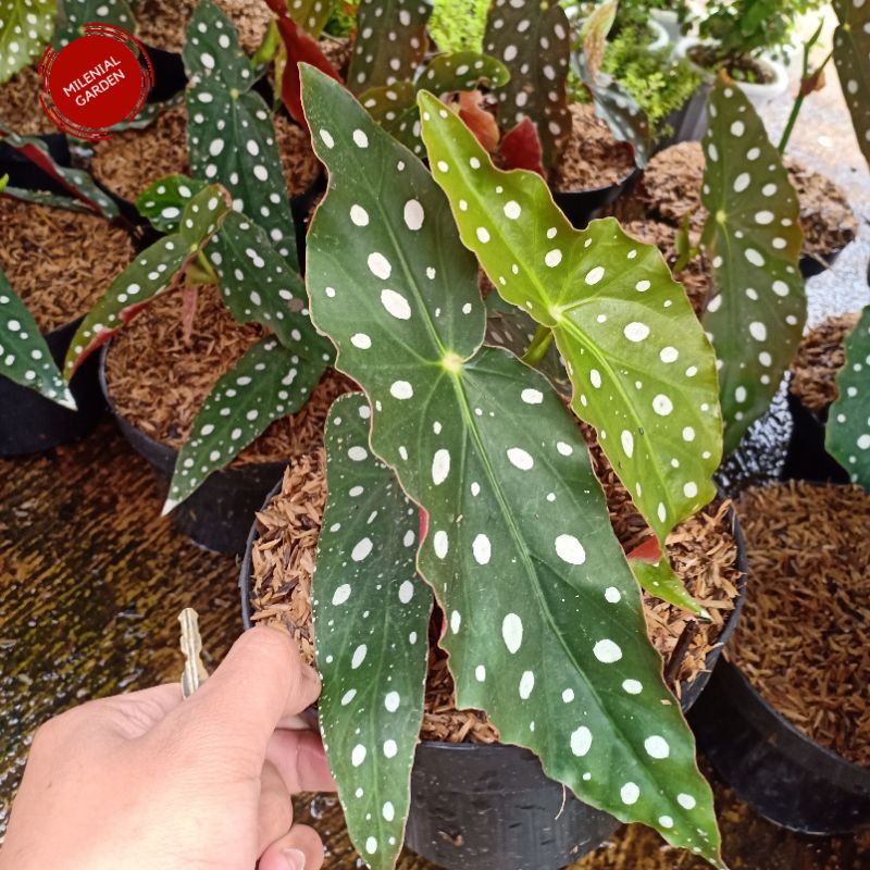 TANAMAN HIAS BEGONIA POLKADOT DEWASA