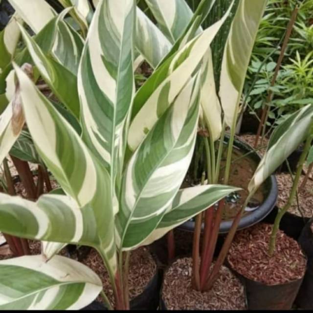 Tanaman helicornia variegata - pisang pisangan variegata