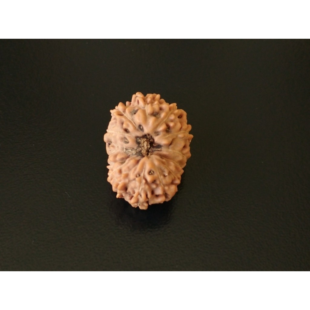Rudraksha Mukhi 14 D22.5x17.15 Liontin Genitri Jenitri big size