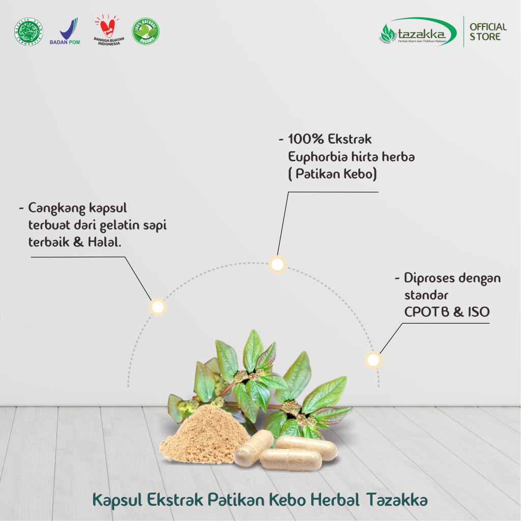 Obat Batu Berdahak | Obat Bronkitis | Obat Herbal PATIKAN KEBO Tazakka isi 60 Kapsul | HALAL BPOM