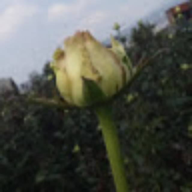 lailybad345