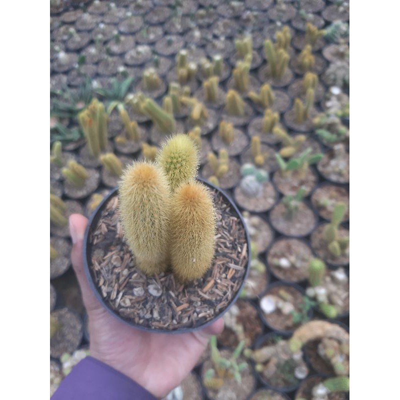 

ekor tupai kuning