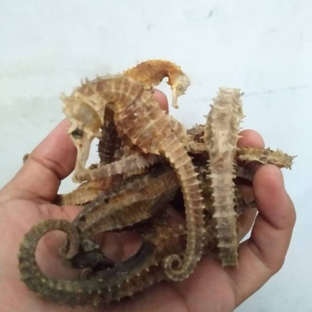 OBAT HERBAL KUDA LAUT ASLI