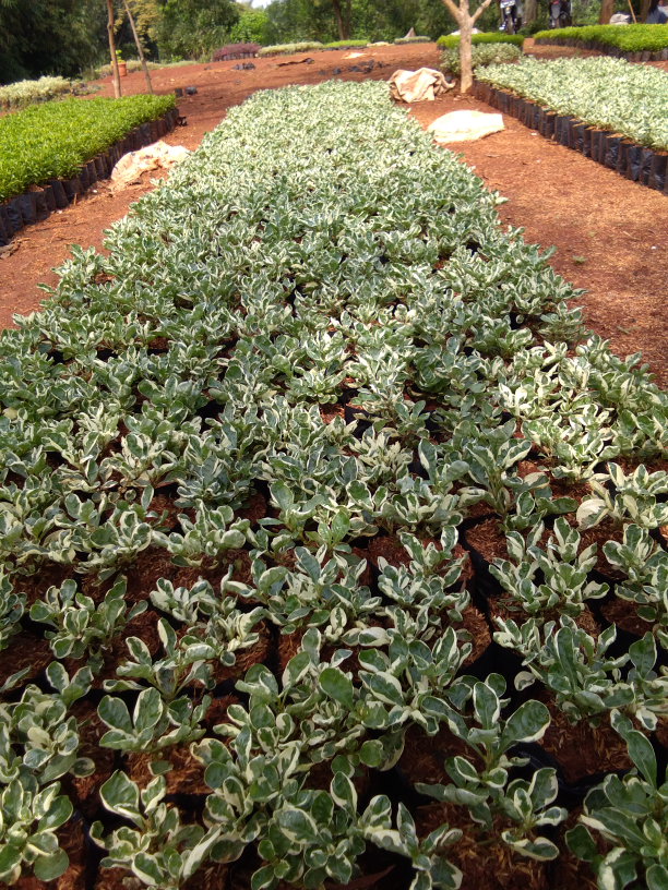 PAKET HEMAT KROKOT VARIGATA ISI 25 - Varigata