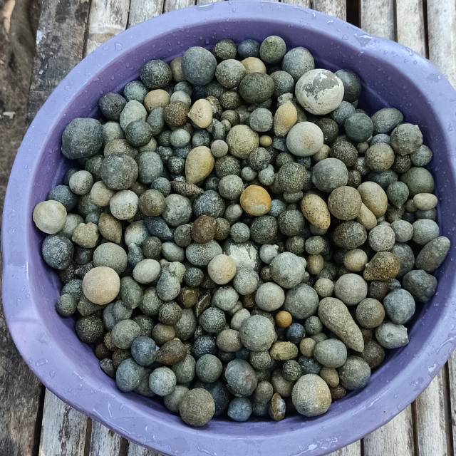 Mustika Fosil Buah Bagore Menawarkan Menjadi Reseller