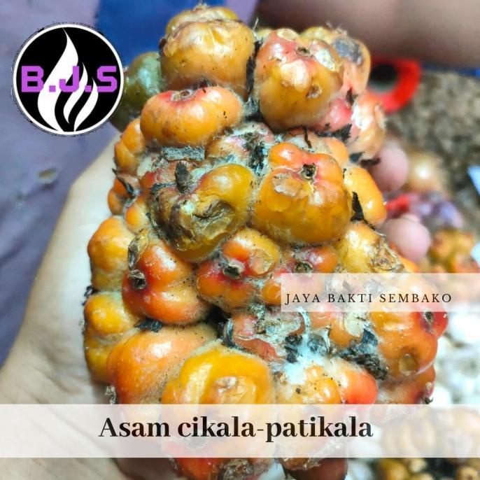 

DISKON ASAM CIKALA CEKALA PATIKALA 1KG SALE
