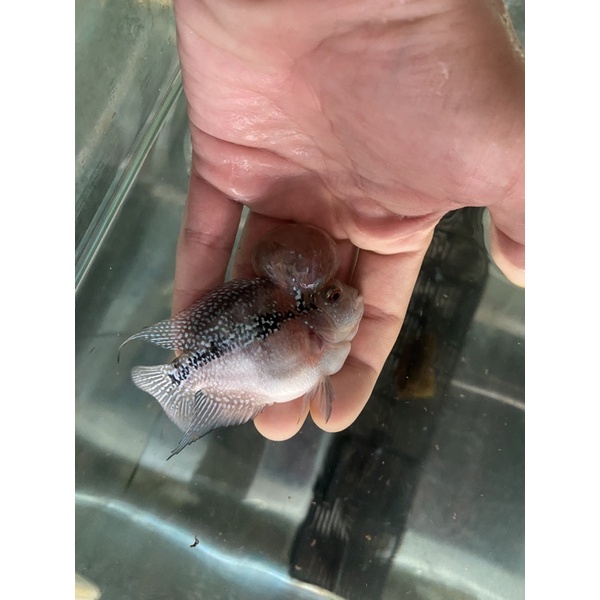 Ikan Louhan Short Body