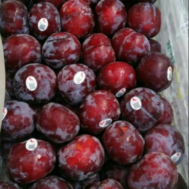 

BUAH PLUM SEGAR 1kg SANGAT BAIK UNTUK DIET ALAMI